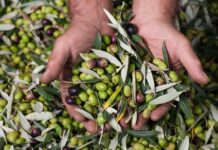 La raccolta delle olive in puglia e il suo mercato