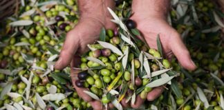 La raccolta delle olive in puglia e il suo mercato